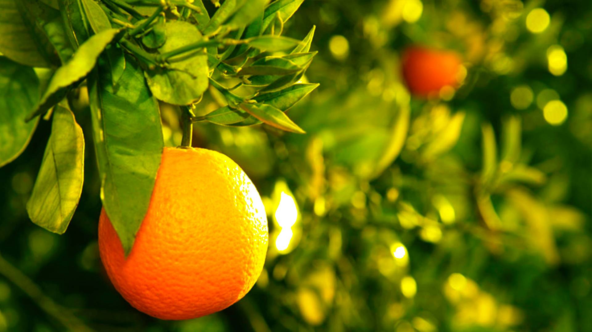 “Why not go out on a limb. That’s where the fruit is.” – Mark Twain