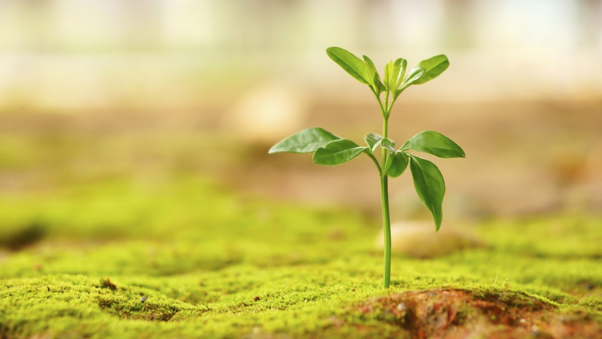 “There will come a time when you believe everything is finished. That will be the beginning” – Louis L’Amour