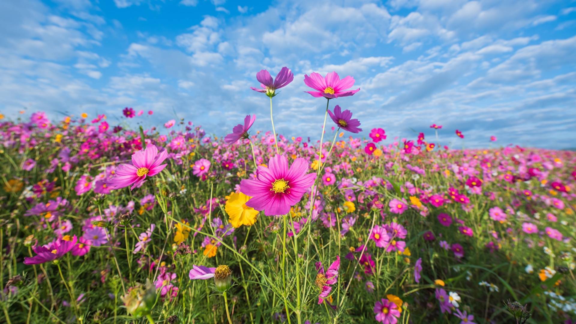 “When you learn, teach. When you get, give.” – Maya Angelou